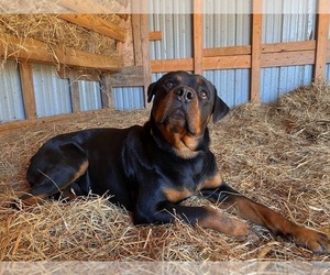 Father of the Rottweiler puppies born on 12/13/2023