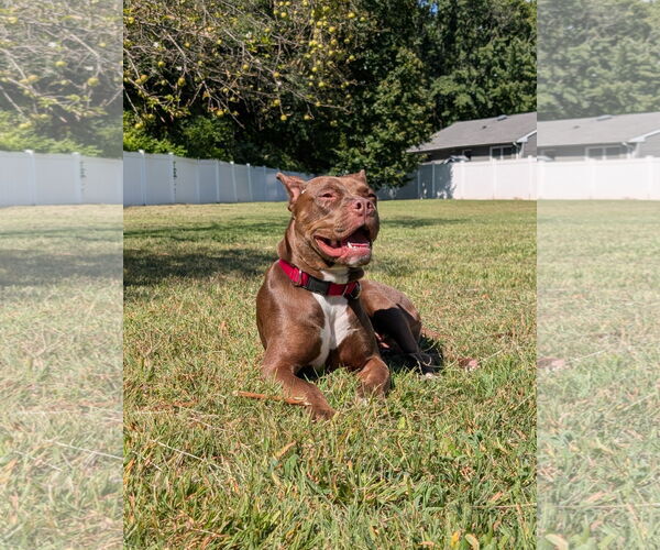 Medium Photo #2 Boxer-Unknown Mix Puppy For Sale in Cliffwood, NJ, USA