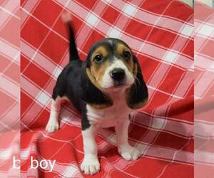 Beagle Puppy for sale in BLAINE, WA, USA