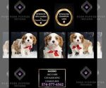 Puppy AKCMaximo CL Cavalier King Charles Spaniel