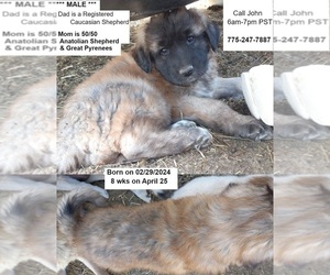 Anatolian Shepherd-Caucasian Shepherd Dog Mix Puppy for sale in RENO, NV, USA