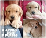 Small Photo #14 Golden Retriever Puppy For Sale in NASHVILLE, NC, USA