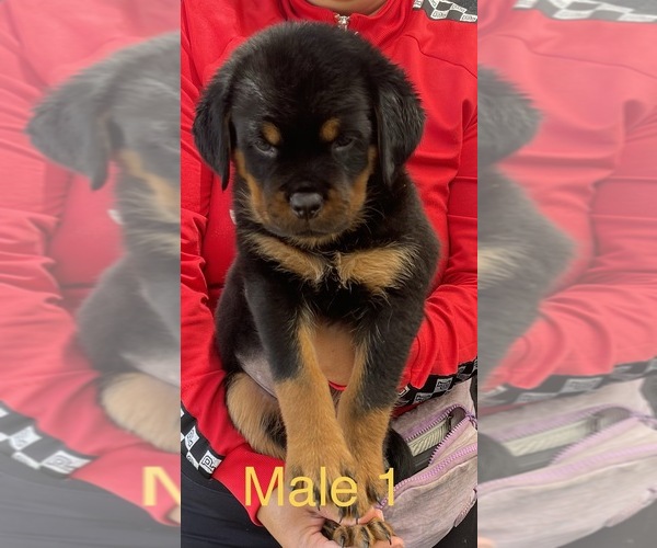 Medium Photo #13 Rottweiler Puppy For Sale in MIRA LOMA, CA, USA