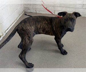 Mutt Dogs for adoption in San Bernardino, CA, USA