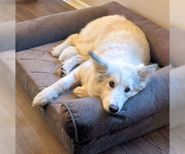 Medium Photo #4 Siberian Husky Puppy For Sale in Omaha, NE, USA
