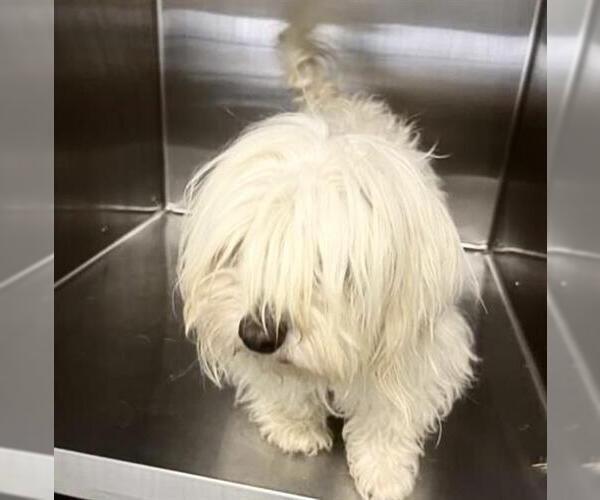 Medium Photo #1 Maltese-Unknown Mix Puppy For Sale in Houston, TX, USA