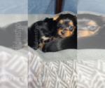 Small Photo #5 Yorkshire Terrier Puppy For Sale in FENTON, MI, USA