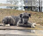 Small Photo #9 Irish Wolfhound Puppy For Sale in RAGLAND, AL, USA