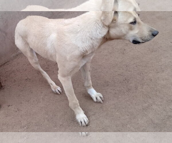 Medium Photo #7 Anatolian Shepherd-Labrador Retriever Mix Puppy For Sale in Apple Valley, CA, USA