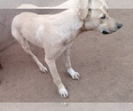 Small Photo #7 Anatolian Shepherd-Labrador Retriever Mix Puppy For Sale in Apple Valley, CA, USA