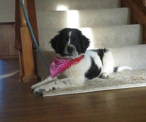 Newfoundland Puppy for sale in MECHANICSVILLE, MD, USA