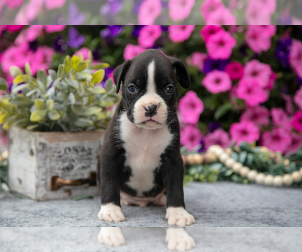 Medium Photo #3 Boxer Puppy For Sale in GRABILL, IN, USA