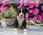 Small #2 Boxer
