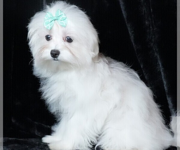 Medium Photo #6 Maltese Puppy For Sale in ROCK VALLEY, IA, USA