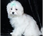 Small #5 Maltese