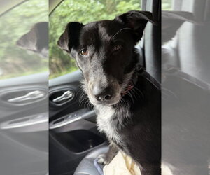 Border Collie-Unknown Mix Dogs for adoption in Evansville, IN, USA