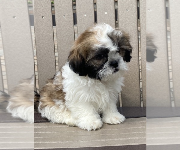 Medium Photo #6 Shih Tzu Puppy For Sale in CANOGA, NY, USA