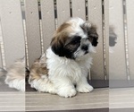 Small #5 Shih Tzu