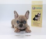 Small Photo #4 French Bulldog Puppy For Sale in BEAUX ARTS, WA, USA