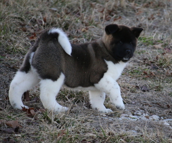Medium Photo #25 Akita Puppy For Sale in STRAFFORD, MO, USA