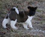 Small Photo #25 Akita Puppy For Sale in STRAFFORD, MO, USA