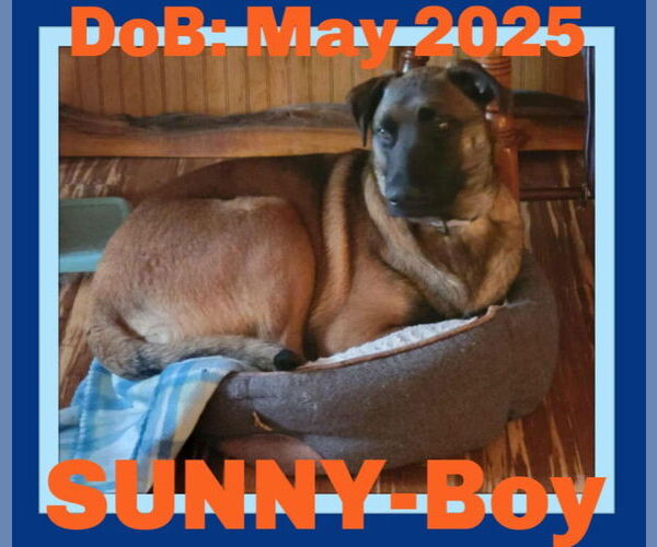 Medium Photo #18 German Shepherd Dog-Unknown Mix Puppy For Sale in Sebec, ME, USA