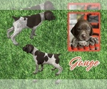 Puppy Gauge German Shorthaired Pointer