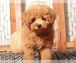 Small #1 Poodle (Miniature)