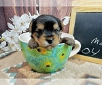Small Morkie