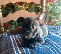 Small Photo #6 French Bulldog Puppy For Sale in PURDY, MO, USA