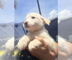 Small #3 Border-Aussie