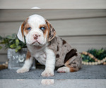 Small #2 Beabull