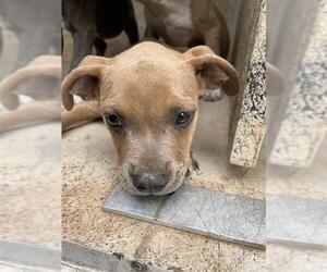 American Pit Bull Terrier-Unknown Mix Dogs for adoption in Oklahoma City, OK, USA