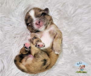 Shiranian Puppy for sale in TAMPA, FL, USA
