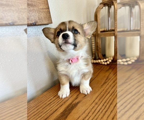 Medium Photo #2 Pembroke Welsh Corgi Puppy For Sale in ROCK VALLEY, IA, USA