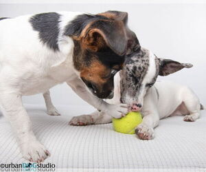 Bonded pair - Peach & Sprout - Female Jack Russell Terrier-Unknown Mix Dog for Adoption - Photo #4