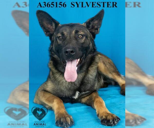 Medium Photo #2 Mutt Puppy For Sale in Stockton, CA, USA