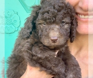 Labradoodle-Poodle (Miniature) Mix Puppy for sale in FORT MILL, SC, USA