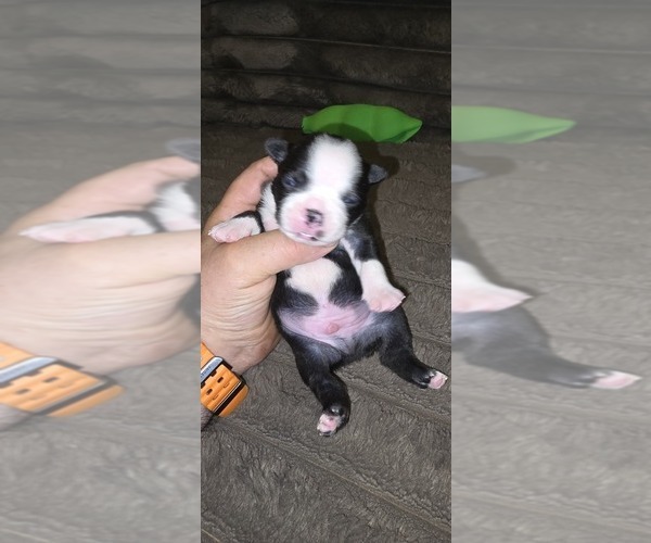 Medium Photo #3 Boston Terrier Puppy For Sale in MITCHELL, IN, USA