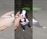 Small #2 Boston Terrier