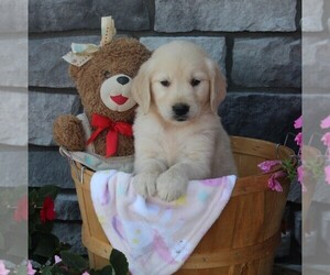Golden Retriever Puppy for sale in FREDERICKSBURG, OH, USA