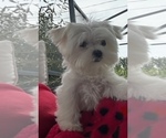 Small #1 Maltese