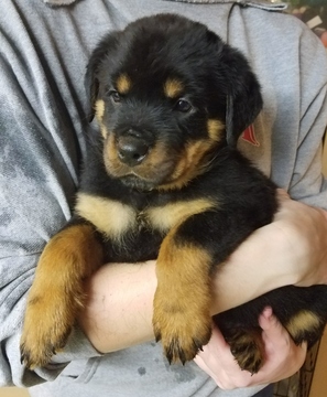 Medium Photo #1 Rottweiler Puppy For Sale in OMAHA, NE, USA