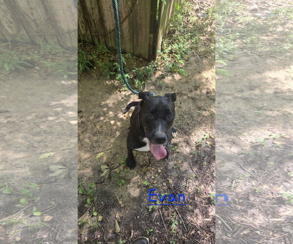 Medium Photo #2 Labrador Retriever-Unknown Mix Puppy For Sale in Jackson, MS, USA