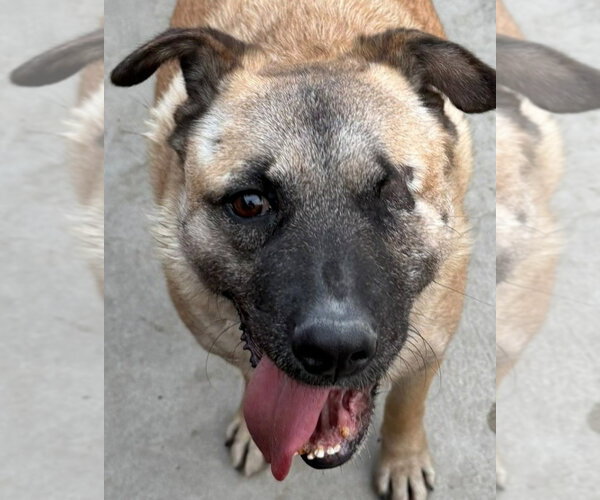 Medium Photo #1 German Shepherd Dog-Unknown Mix Puppy For Sale in Lake Forest, CA, USA