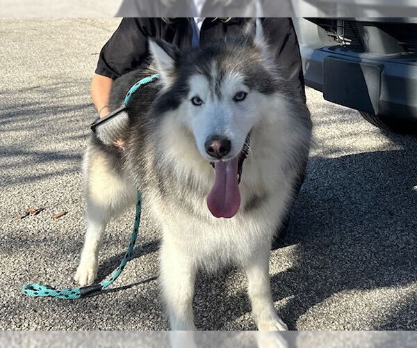 Medium Photo #1 Alusky Puppy For Sale in Santa Cruz, CA, USA