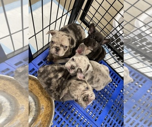 French Bulldog Puppy for sale in TURLOCK, CA, USA