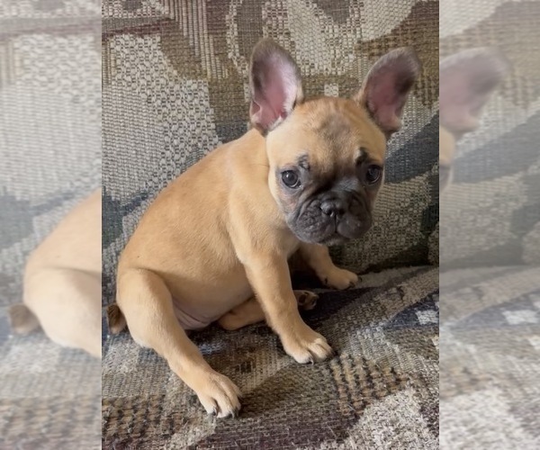 Medium Photo #3 French Bulldog Puppy For Sale in MIAMI, FL, USA