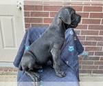 Small #2 Cane Corso