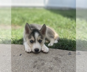 Siberian Husky Puppy for sale in NAPPANEE, IN, USA